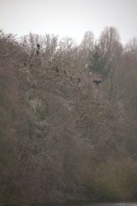 Kleine preview